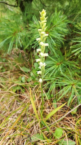 Spiranthes casei, photograph 4