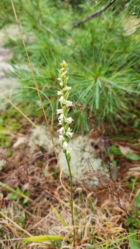 Spiranthes casei, photograph 5