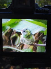 Chrysuronia grayi