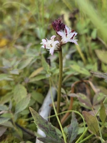Bogbean