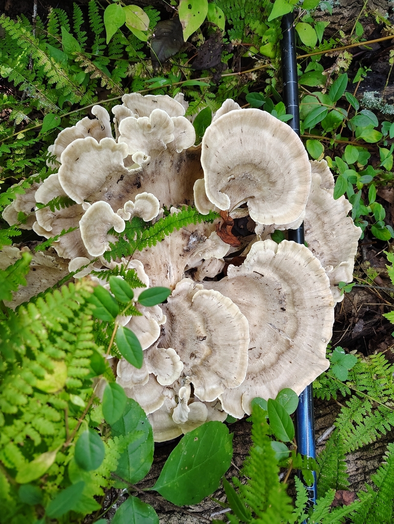 Black-staining Polypore · September 2026 · photo: Photo: no rights reserved · iNaturalist