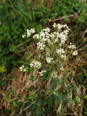 Galium glaucum
