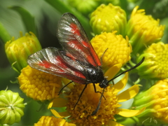 Zygaena nevadensis