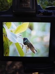 Chrysuronia grayi