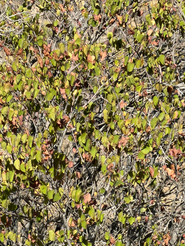Cercis orbiculata, photograph 4