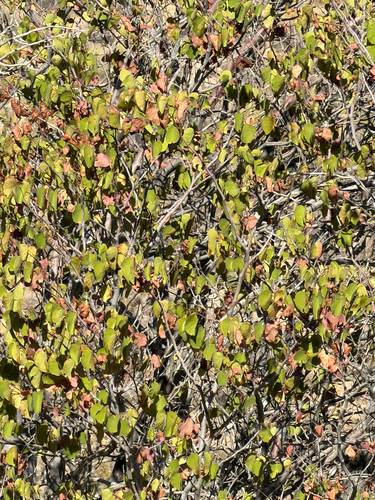 Cercis orbiculata, photograph 5