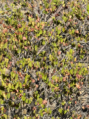 Cercis orbiculata, photograph (c) CK2AZ, some rights reserved (CC BY)