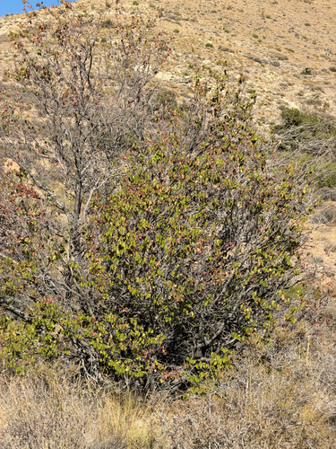 Cercis orbiculata, photograph 6
