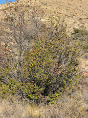 Cercis orbiculata, photograph (c) CK2AZ, some rights reserved (CC BY)