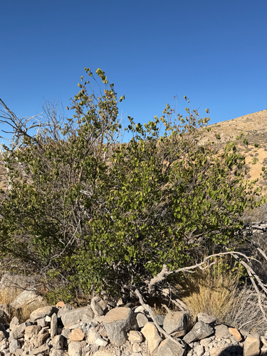 Cercis orbiculata, photograph 2