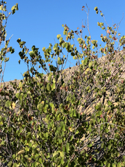 Cercis orbiculata