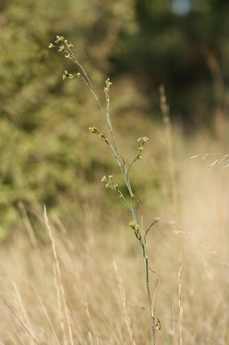 Bupleurum praealtum