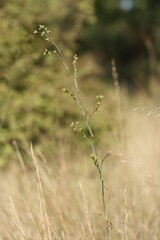 (c) Antoine Thivolle, some rights reserved (CC BY) Bupleurum praealtum, photograph (c) Antoine Thivolle, some rights reserved (CC BY)