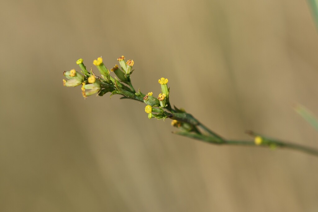 Bupleurum praealtum; photograph (c) Antoine Thivolle, some rights reserved (CC BY)