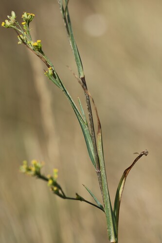 Bupleurum praealtum, photograph 2