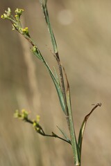 (c) Antoine Thivolle, some rights reserved (CC BY) Bupleurum praealtum, photograph (c) Antoine Thivolle, some rights reserved (CC BY)
