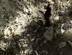 Criorhina