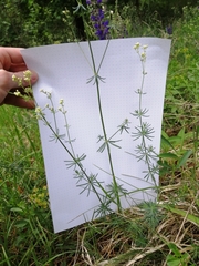 Galium glaucum
