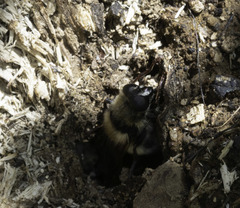 Criorhina