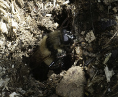 Criorhina