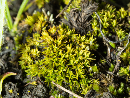Tortella inclinata, 2026-07-29