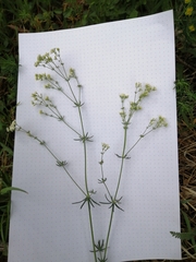 Galium glaucum