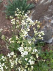 Galium glaucum