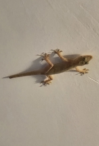 Northern House Gecko