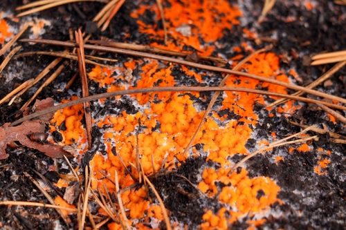 Pyronema omphalodes, 2026-09-02
