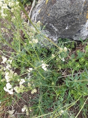 Galium glaucum