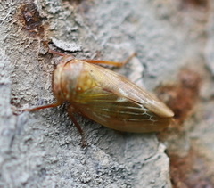 Rhytidodus