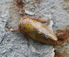Rhytidodus