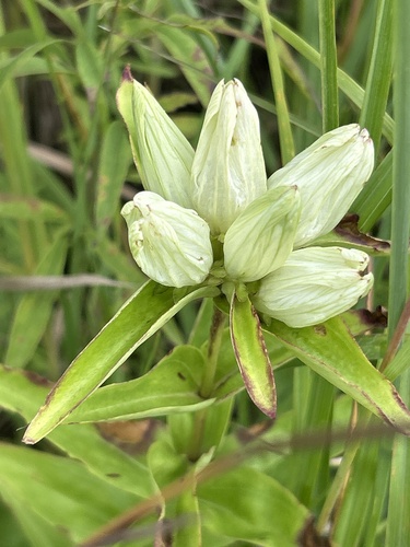 Gentiana alba