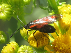 Zygaena nevadensis