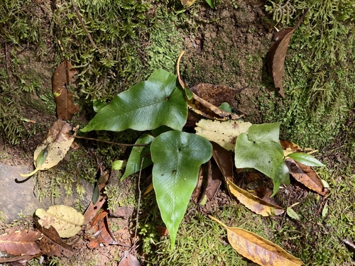 Asplenium hemionitis
