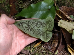 Asplenium hemionitis, photograph (c) Max Fussan, some rights reserved (CC BY)