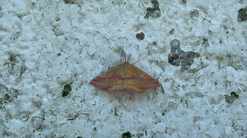 Chickweed Geometer Moth