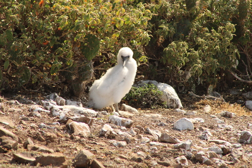 iNaturalist image