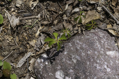 Medeola virginiana