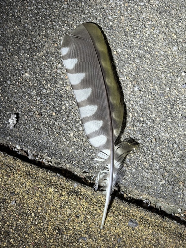Plume de Pic cendré