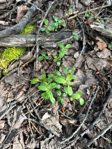 Lingonberry