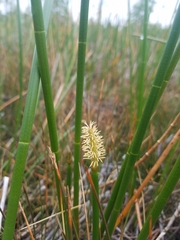 Eleocharis equisetoides