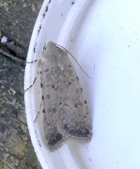 Caradrina clavipalpis