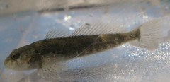 Cottus gobio
