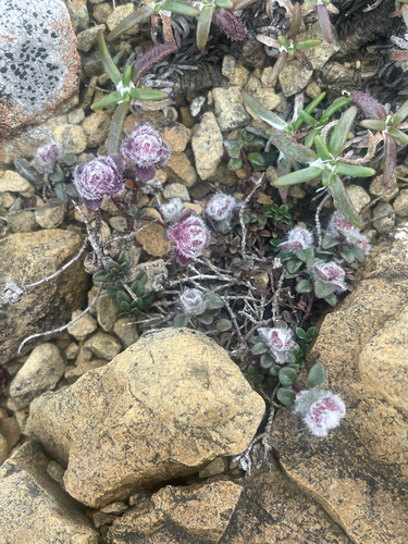 English Wild Thyme