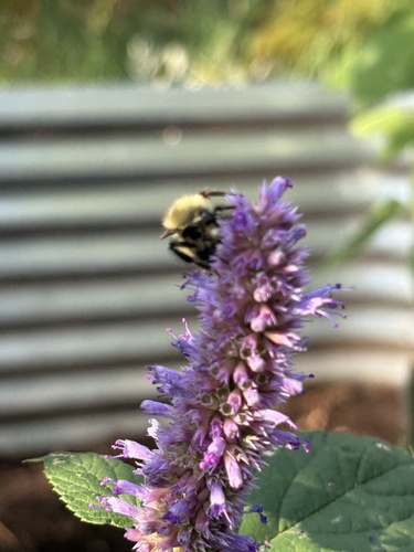 Half-black Bumble Bee