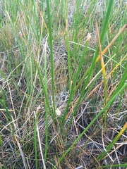 Eleocharis equisetoides