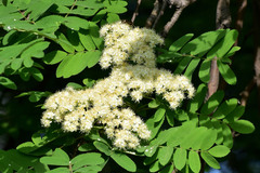 Sorbus aucuparia