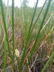 Eleocharis equisetoides