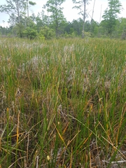 Eleocharis equisetoides